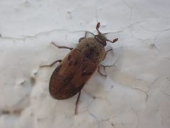 Dermestes lardarius by no rights reserved, uploaded by Ellyne Geurts. Used under a CC0 license.