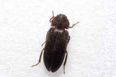 Dermestes peruvianus by (c) りなべる, some rights reserved (CC BY), uploaded by りなべる. Used under a CC-BY license.