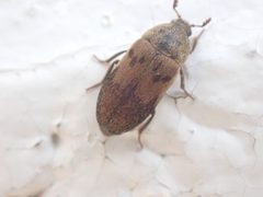 Dermestes signatus by no rights reserved, uploaded by Ellyne Geurts. Used under a CC0 license.