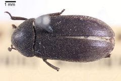 Dermestes ater by (c) Natural History Museum: Coleoptera Section, some rights reserved (CC BY). Used under a CC-BY license.