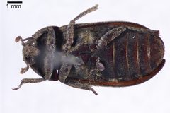 Dermestes ater by (c) Natural History Museum: Coleoptera Section, some rights reserved (CC BY). Used under a CC-BY license.