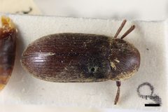 Dermestes nidum by (c) 
NHM Beetles and Bugs, some rights reserved (CC BY). Used under a CC-BY license.