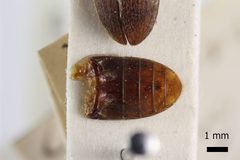 Dermestes nidum by (c) 
NHM Beetles and Bugs, some rights reserved (CC BY). Used under a CC-BY license.