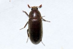 Dermestes nidum by (c) Owen Strickland, some rights reserved (CC BY), uploaded by Owen Strickland. Used under a CC-BY license.