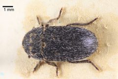 Dermestes sardous by (c) 
NHM Beetles and Bugs, some rights reserved (CC BY). Used under a CC-BY license.