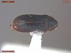 Megatoma perversa by (c) 
University of Alaska Museum, some rights reserved (CC BY). Used under a CC-BY license.