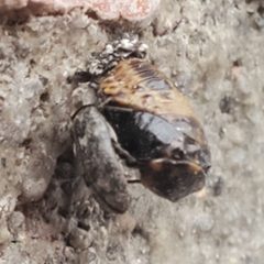 Megatoma pubescens by (c) Bennett Grappone, some rights reserved (CC BY), uploaded by Bennett Grappone. Used under a CC-BY license.