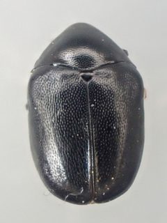 Orphilus by (c) Trevor Van Loon, some rights reserved (CC BY), uploaded by Trevor Van Loon. Used under a CC-BY license.