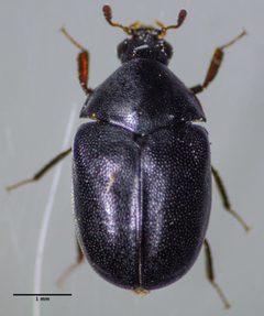 Orphilus by (c) Don Loarie, some rights reserved (CC BY), uploaded by Don Loarie. Used under a CC-BY license.
