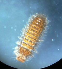 Thylodrias contractus by (c) carnifex, some rights reserved (CC BY), uploaded by carnifex. Used under a CC-BY license.