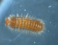 Thylodrias contractus by (c) carnifex, some rights reserved (CC BY), uploaded by carnifex. Used under a CC-BY license.