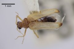 Thylodrias contractus by (c) Natural History Museum:  Coleoptera Section, some rights reserved (CC BY). Used under a CC-BY license.