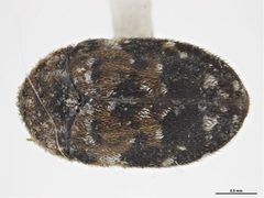 Trogoderma anthrenoides by (c) 
Sarah McCaffrey, Museum Victoria, some rights reserved (CC BY). Used under a CC-BY license.