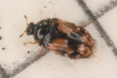 Trogoderma grassmani by (c) Trevor Van Loon, some rights reserved (CC BY), uploaded by Trevor Van Loon. Used under a CC-BY license.