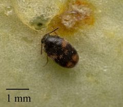Trogoderma grassmani by no rights reserved, uploaded by Jesse Rorabaugh. Used under a CC0 license.