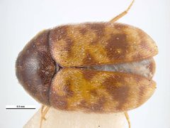 Trogoderma inclusum by (c) 
Simon Hinkley & Ken Walker, Museum Victoria, some rights reserved (CC BY). Used under a CC-BY license.