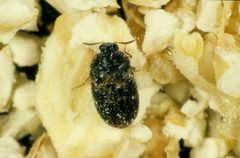 Trogoderma variabile by (c) CSIRO, some rights reserved (CC BY). Used under a CC-BY license.