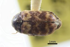 Trogoderma variabile by (c) 
NHM Beetles and Bugs, some rights reserved (CC BY). Used under a CC-BY license.