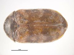 Trogoderma variabile by (c) 
Simon Hinkley & Ken Walker, Museum Victoria, some rights reserved (CC BY). Used under a CC-BY license.