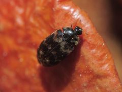 Trogoderma variabile by (c) Иван Пристрем, some rights reserved (CC BY), uploaded by Иван Пристрем. Used under a CC-BY license.