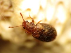 Derodontidae by (c) Katja Schulz, some rights reserved (CC BY). Used under a CC-BY license.