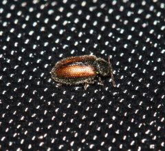 Laricobius erichsonii by (c) Sandy Rae, some rights reserved (CC BY). Used under a CC-BY license.
