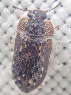 Peltastica tuberculata by (c) Trevor Van Loon, some rights reserved (CC BY), uploaded by Trevor Van Loon. Used under a CC-BY license.