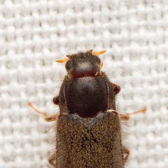 Dryops arizonensis by (c) Justin Williams, some rights reserved (CC BY), uploaded by Justin Williams. Used under a CC-BY license.