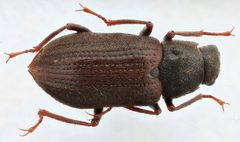 Helichus striatus by (c) Matthew Pintar, some rights reserved (CC BY), uploaded by Matthew Pintar. Used under a CC-BY license.
