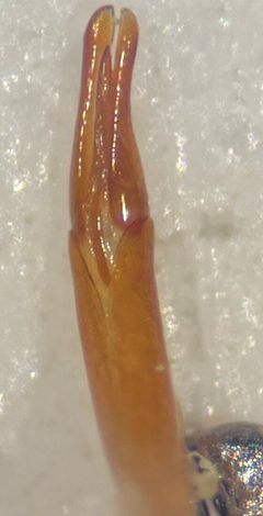Helichus triangularis by (c) Matthew Pintar, some rights reserved (CC BY), uploaded by Matthew Pintar. Used under a CC-BY license.