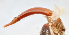 Helichus triangularis by (c) Matthew Pintar, some rights reserved (CC BY), uploaded by Matthew Pintar. Used under a CC-BY license.