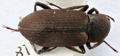 Helichus triangularis by (c) Matthew Pintar, some rights reserved (CC BY), uploaded by Matthew Pintar. Used under a CC-BY license.
