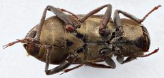 Helichus triangularis by (c) Matthew Pintar, some rights reserved (CC BY), uploaded by Matthew Pintar. Used under a CC-BY license.