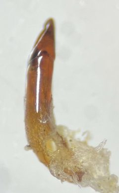 Postelichus immsi by (c) Matthew Pintar, some rights reserved (CC BY), uploaded by Matthew Pintar. Used under a CC-BY license.
