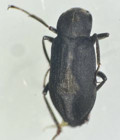 Postelichus immsi by (c) Matthew Pintar, some rights reserved (CC BY), uploaded by Matthew Pintar. Used under a CC-BY license.