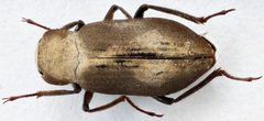Postelichus immsi by (c) Matthew Pintar, some rights reserved (CC BY), uploaded by Matthew Pintar. Used under a CC-BY license.