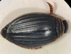 Acilius semisulcatus by (c) Matthew Pintar, some rights reserved (CC BY), uploaded by Matthew Pintar. Used under a CC-BY license.