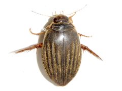 Acilius sylvanus by (c) Dan MacNeal, some rights reserved (CC BY), uploaded by Dan MacNeal. Used under a CC-BY license.