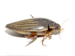 Acilius sylvanus by (c) Dan MacNeal, some rights reserved (CC BY), uploaded by Dan MacNeal. Used under a CC-BY license.