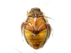 Acilius sylvanus by (c) Dan MacNeal, some rights reserved (CC BY), uploaded by Dan MacNeal. Used under a CC-BY license.