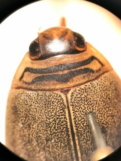 Acilius sylvanus by (c) Mathew* Zappa, some rights reserved (CC BY), uploaded by Mathew* Zappa. Used under a CC-BY license.