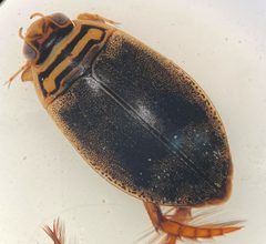 Acilius sylvanus by (c) Matthew Pintar, some rights reserved (CC BY), uploaded by Matthew Pintar. Used under a CC-BY license.