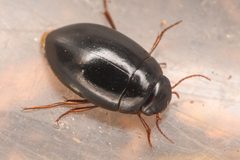 Agabinus by (c) Trevor Van Loon, some rights reserved (CC BY), uploaded by Trevor Van Loon. Used under a CC-BY license.