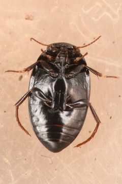 Agabinus by (c) Trevor Van Loon, some rights reserved (CC BY), uploaded by Trevor Van Loon. Used under a CC-BY license.