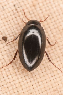 Agabinus by (c) Trevor Van Loon, some rights reserved (CC BY), uploaded by Trevor Van Loon. Used under a CC-BY license.