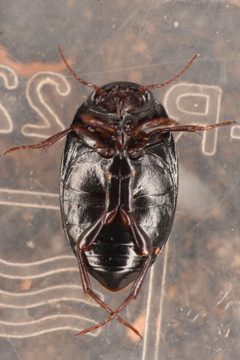 Agabinus sculpturellus by (c) Trevor Van Loon, some rights reserved (CC BY), uploaded by Trevor Van Loon. Used under a CC-BY license.