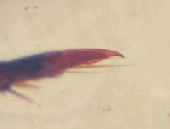 Ilybius angustior by (c) Matthew Pintar, some rights reserved (CC BY), uploaded by Matthew Pintar. Used under a CC-BY license.