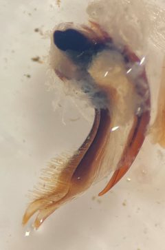 Ilybius angustior by (c) Matthew Pintar, some rights reserved (CC BY), uploaded by Matthew Pintar. Used under a CC-BY license.