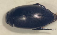 Ilybius angustior by (c) Matthew Pintar, some rights reserved (CC BY), uploaded by Matthew Pintar. Used under a CC-BY license.