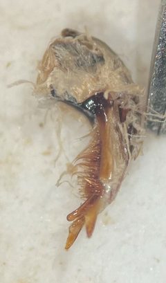 Ilybius ignarus by (c) Matthew Pintar, some rights reserved (CC BY), uploaded by Matthew Pintar. Used under a CC-BY license.
